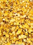 Ginkgo Biloba yellow leaves